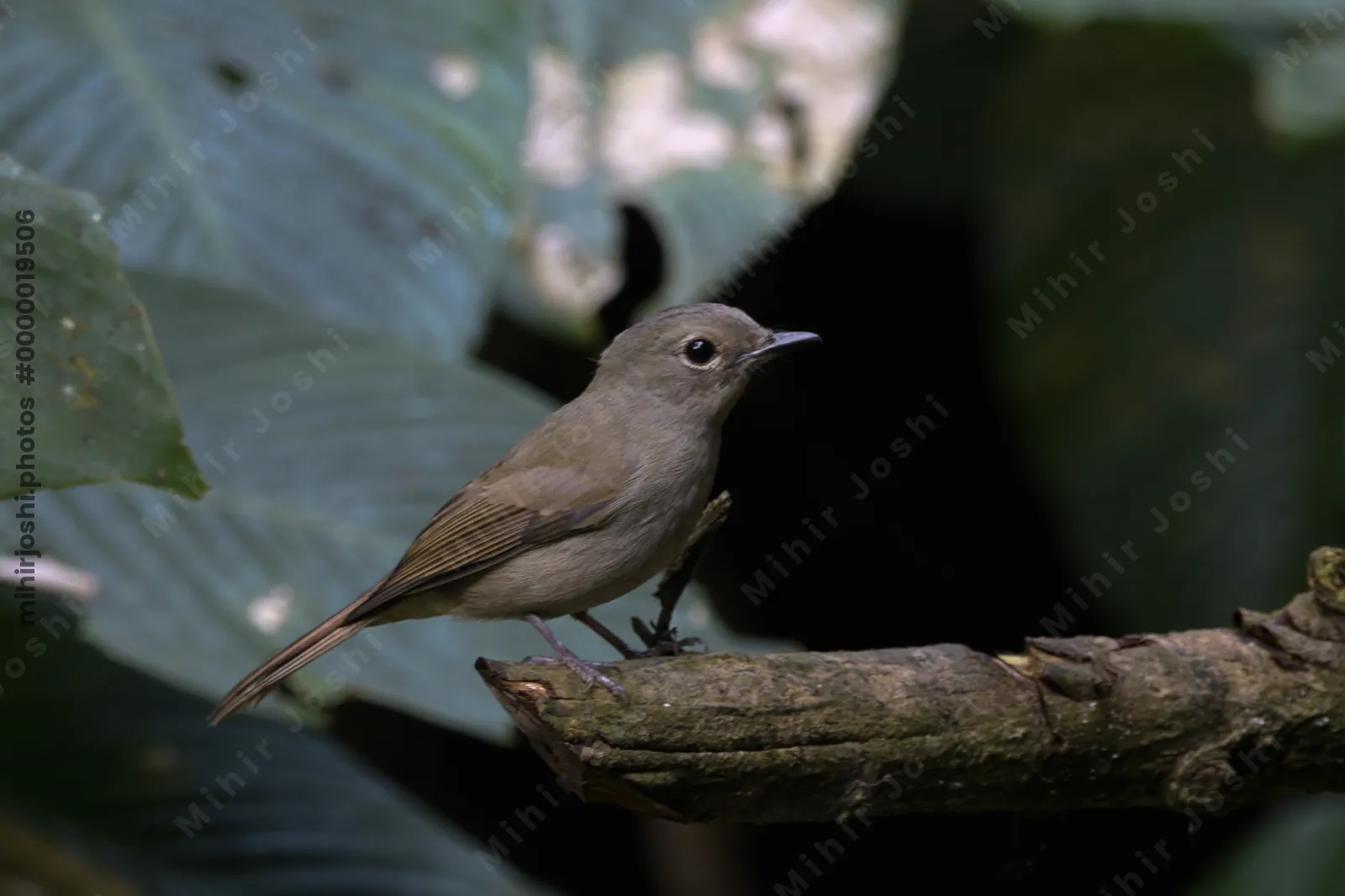 pale blue flycatcher Cyornis unicolor seen at Dosdewa in Karimganj, Assam, India