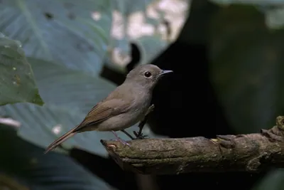 pale blue flycatcher Cyornis unicolor seen at Dosdewa in Karimganj, Assam, India