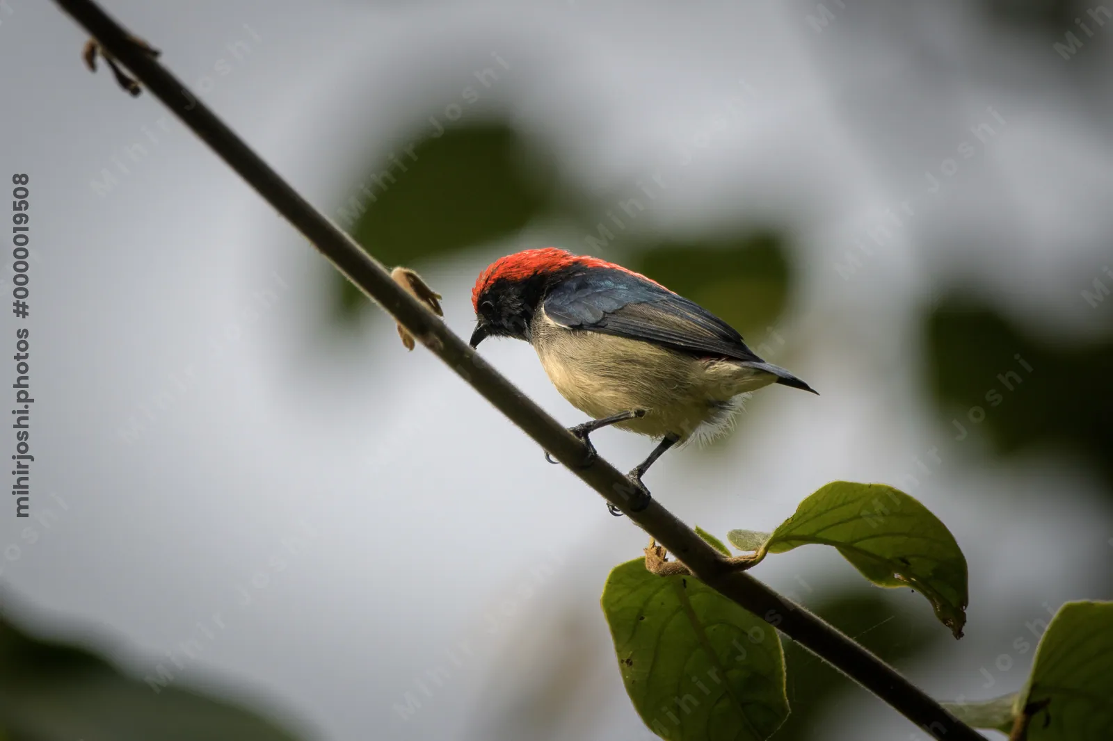scarlet-backed flowerpecker Dicaeum cruentatum seen at Dosdewa in Karimganj, Assam, India
