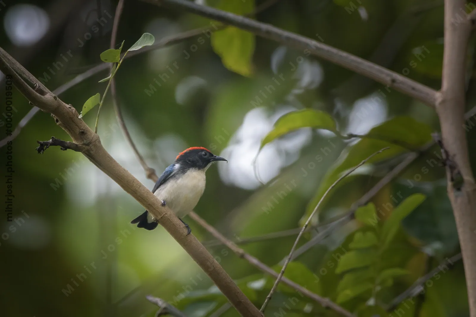 scarlet-backed flowerpecker Dicaeum cruentatum seen at Dosdewa in Karimganj, Assam, India