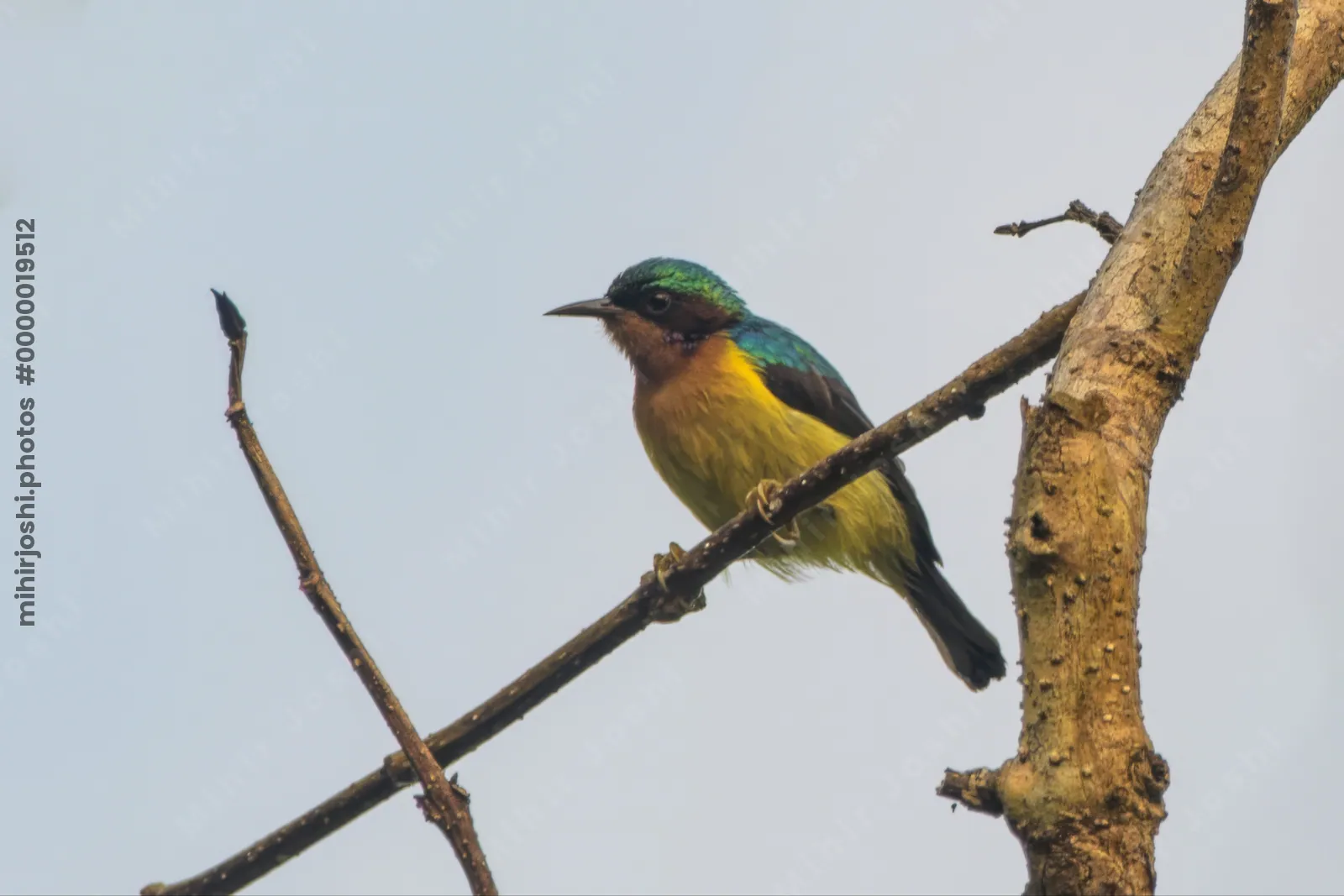 ruby-cheeked sunbird Chalcoparia singalensis at Dosdewa, Karimganj, Assam, India