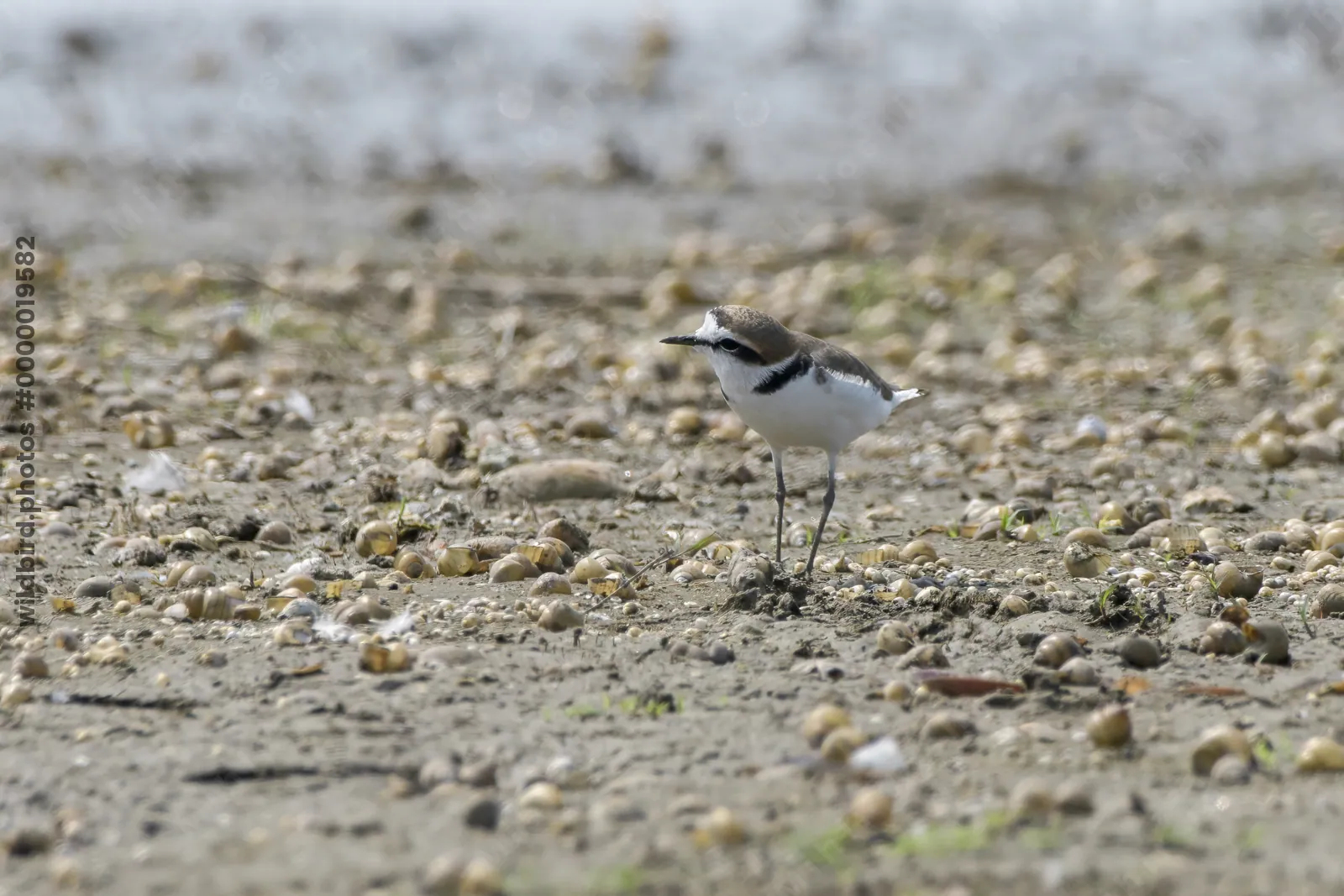A Kentish plover Charadrius alexandrinus walking on the muddy wetland filled with snails at Bhigwan, Maharashtra, India.