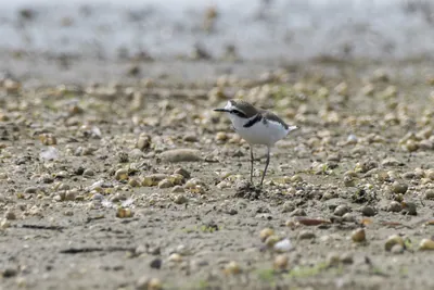 Plovers