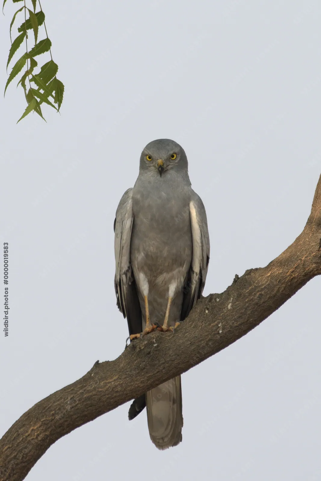 A Montagus harrier Circus pygargus perched on a tree branch in the open grasslands of Bhigwan, Maharashtra, India.