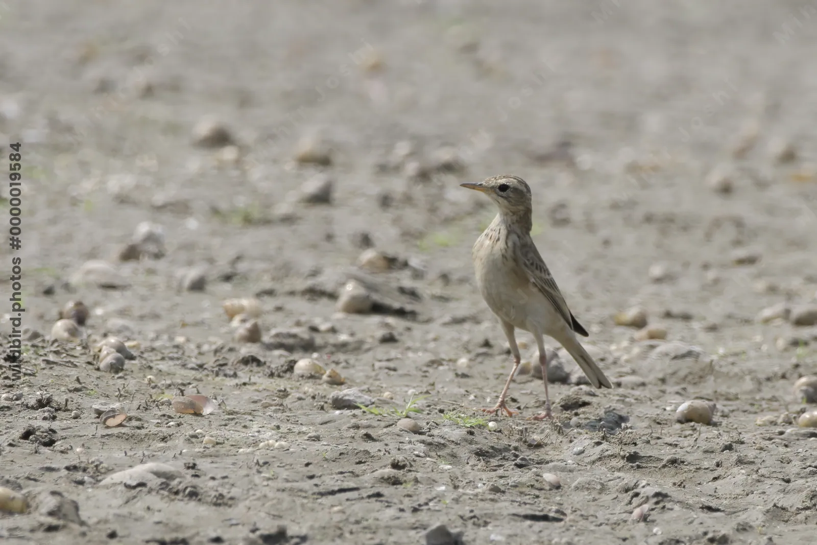 A paddyfield pipit (Anthus rufulus) standing alert on muddy ground in the wetland region of Bhigwan, Maharashtra, India.