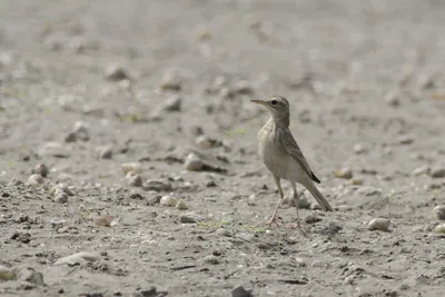 A paddyfield pipit (Anthus rufulus) standing alert on muddy ground in the wetland region of Bhigwan, Maharashtra, India.