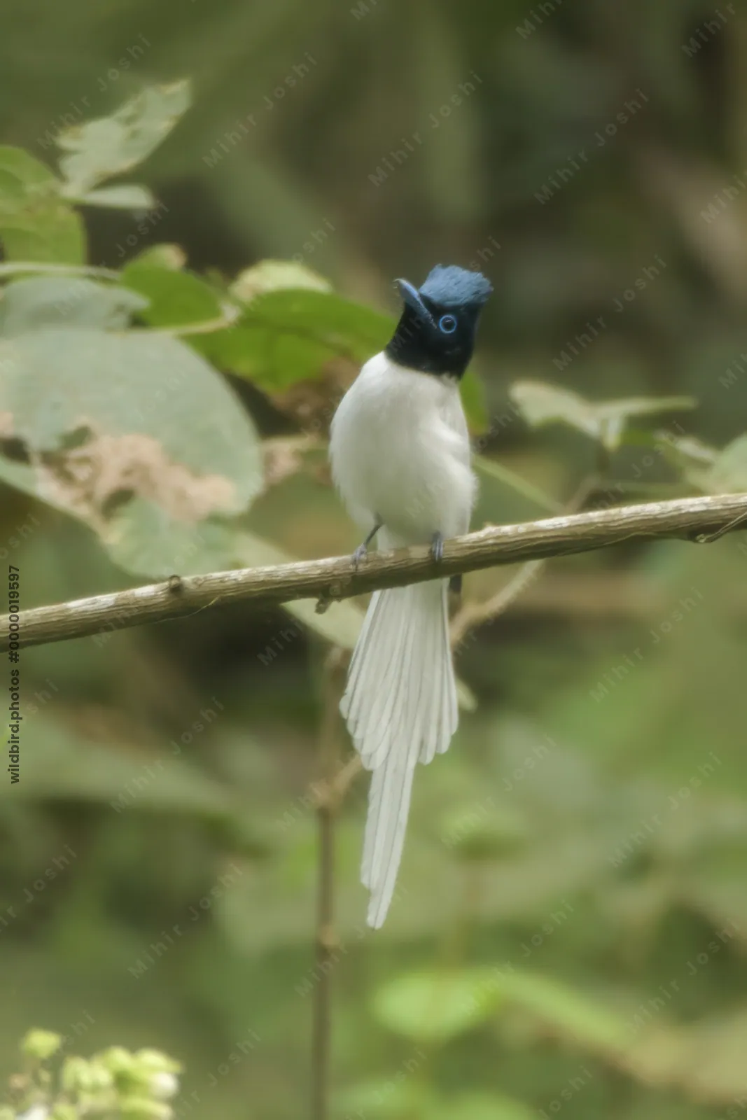 Blyths Paradise Flycatcher Terpsiphone affinis perched on a branch in forest habitat of Manas National Park, Assam, India.