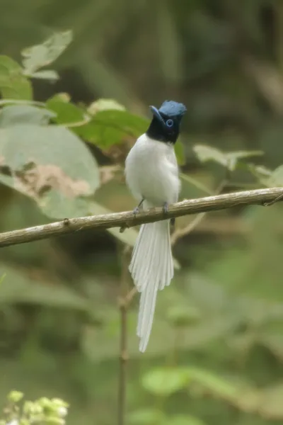 Blyths Paradise Flycatcher Terpsiphone affinis perched on a branch in forest habitat of Manas National Park, Assam, India.