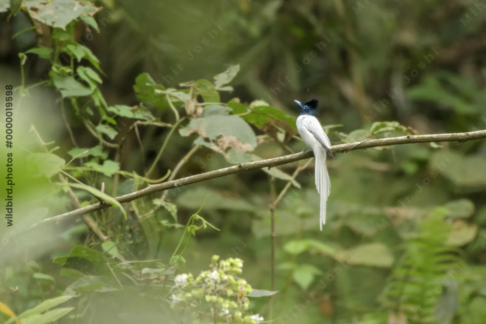 Blyths Paradise Flycatcher Terpsiphone affinis perched on a branch in forest habitat of Manas National Park, Assam, India.