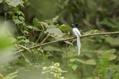 Blyths Paradise Flycatcher Terpsiphone affinis perched on a branch in forest habitat of Manas National Park, Assam, India.