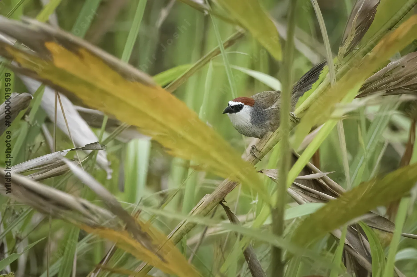 Chestnut-capped Babbler Timalia pileata perched among grassland vegetation in Manas National Park, Assam, India.