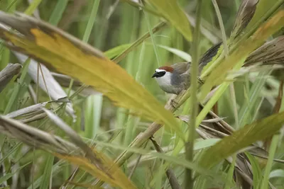 Chestnut-capped Babbler Timalia pileata perched among grassland vegetation in Manas National Park, Assam, India.