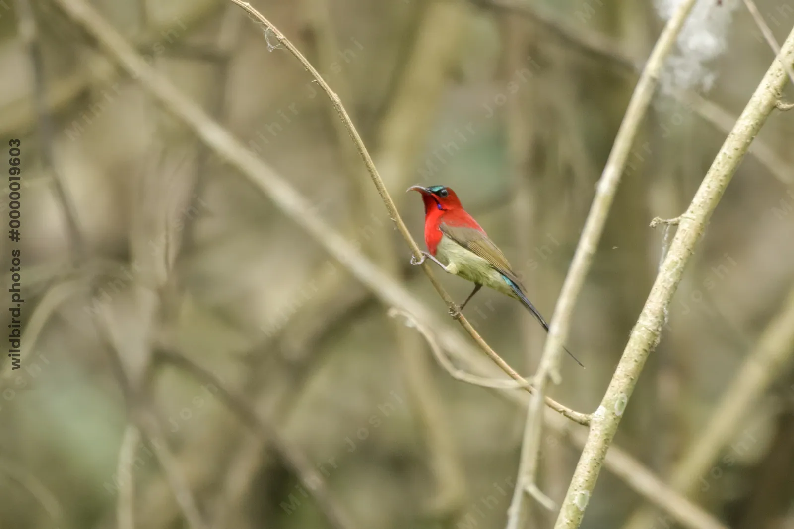 Crimson Sunbird Aethopyga siparaja perched on a branch in forest habitat of Manas National Park, Assam, India.