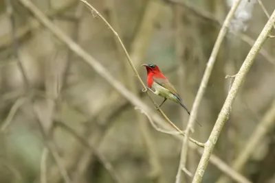 Crimson Sunbird Aethopyga siparaja perched on a branch in forest habitat of Manas National Park, Assam, India.