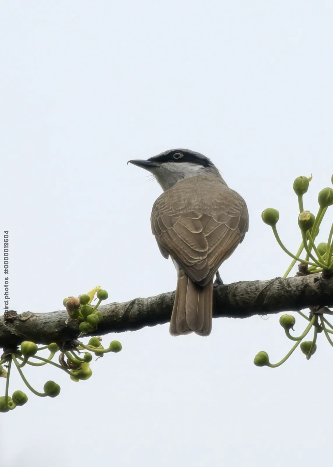 Large Woodshrike Tephrodornis virgatus perched on a branch in forest habitat of Manas National Park, Assam, India.