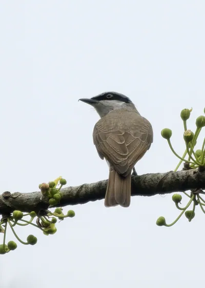 Large Woodshrike Tephrodornis virgatus perched on a branch in forest habitat of Manas National Park, Assam, India.