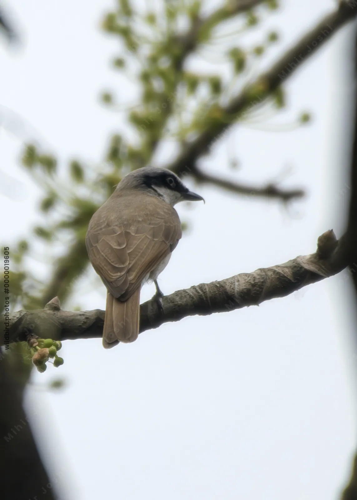Large Woodshrike Tephrodornis virgatus perched on a branch in forest habitat of Manas National Park, Assam, India.