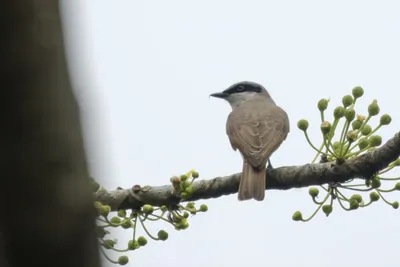 Large Woodshrike Tephrodornis virgatus perched on a branch in forest habitat of Manas National Park, Assam, India.