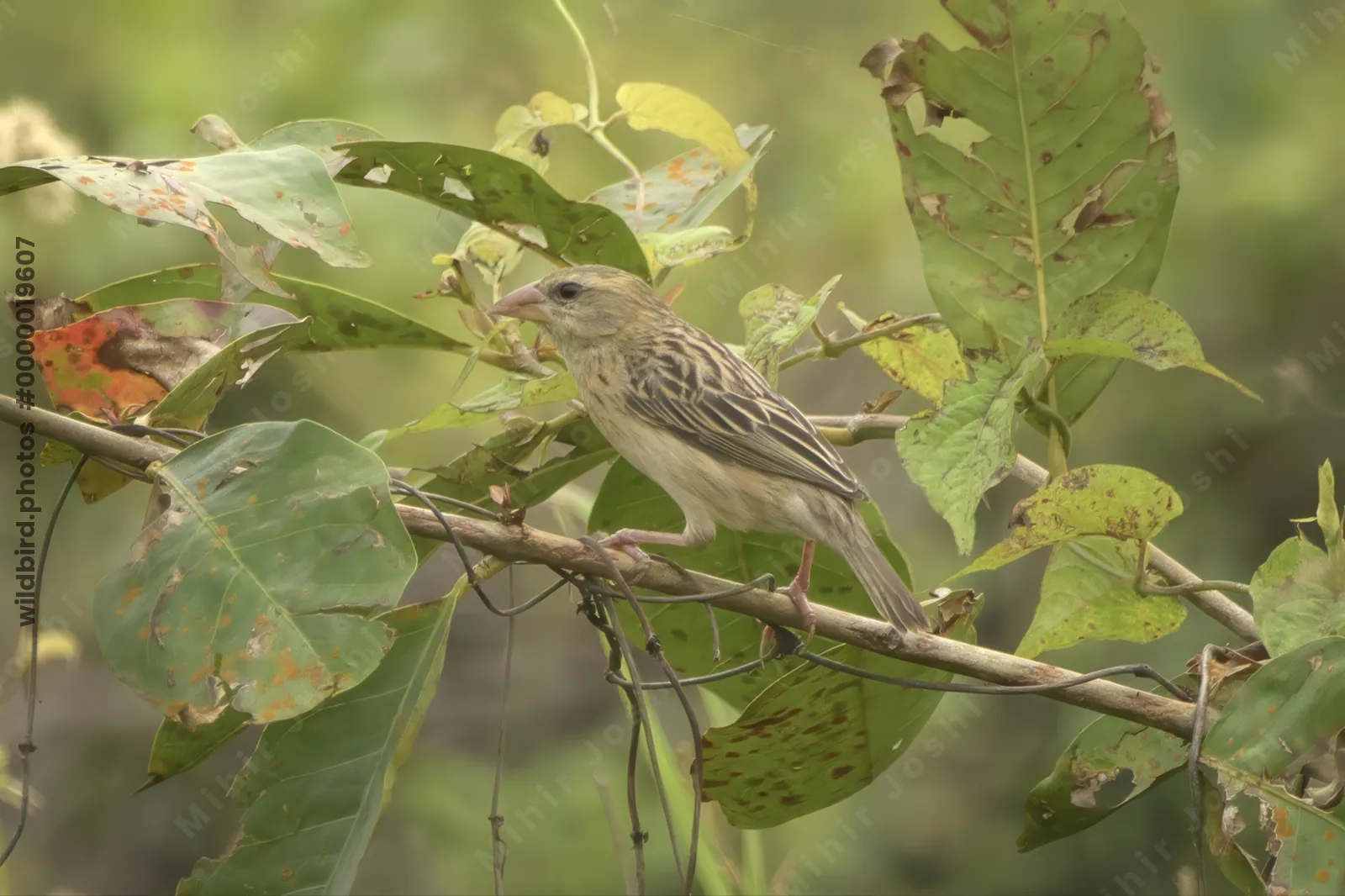Baya Weaver Ploceus philippinus perched on a leafy branch in Manas National Park, Assam, India.