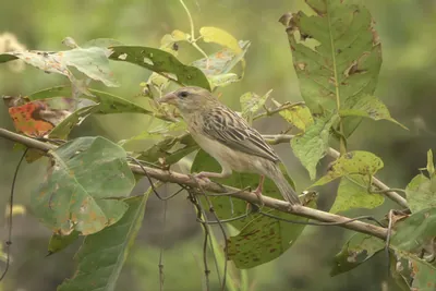 Baya Weaver Ploceus philippinus perched on a leafy branch in Manas National Park, Assam, India.