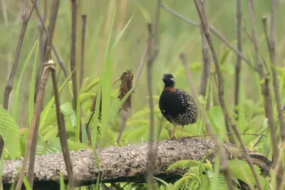 Black Francolin Francolinus francolinus standing on a fallen log in grassland habitat in Manas National Park, Assam, India.