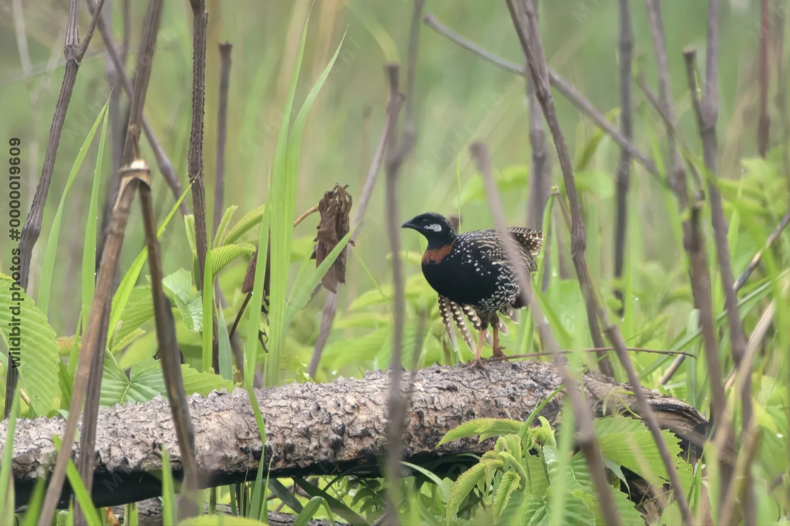 Black Francolin Francolinus francolinus standing on a fallen log in grassland habitat in Manas National Park, Assam, India.