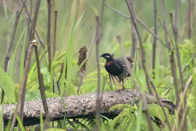 Black Francolin Francolinus francolinus standing on a fallen log in grassland habitat in Manas National Park, Assam, India.