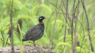 Black Francolin Francolinus francolinus standing on a fallen log in grassland habitat in Manas National Park, Assam, India.