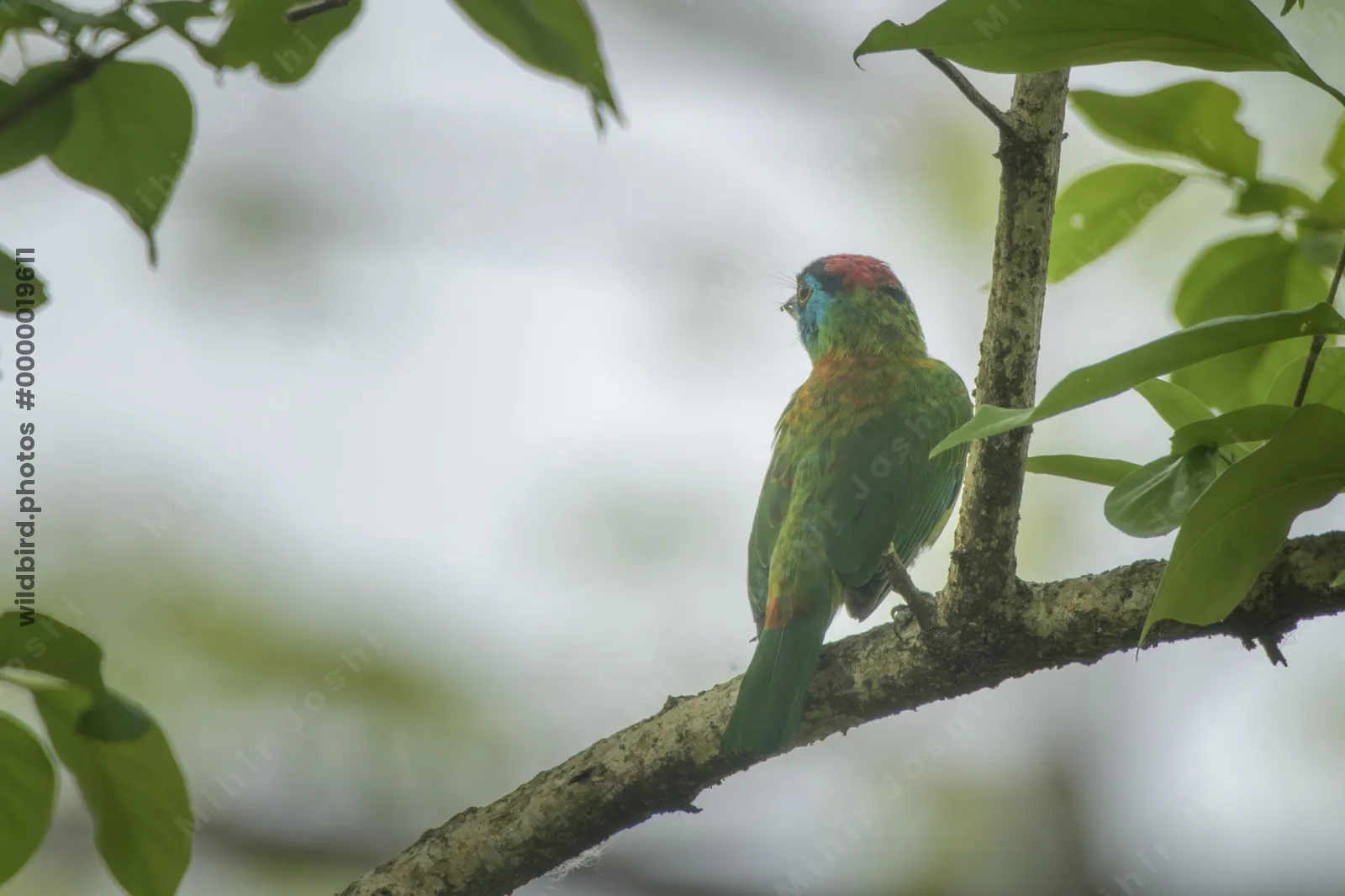 Blue-throated Barbet Psilopogon asiaticus perched on a tree branch in forest habitat in Manas National Park, Assam, India.