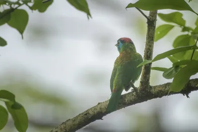 Blue-throated Barbet Psilopogon asiaticus perched on a tree branch in forest habitat in Manas National Park, Assam, India.