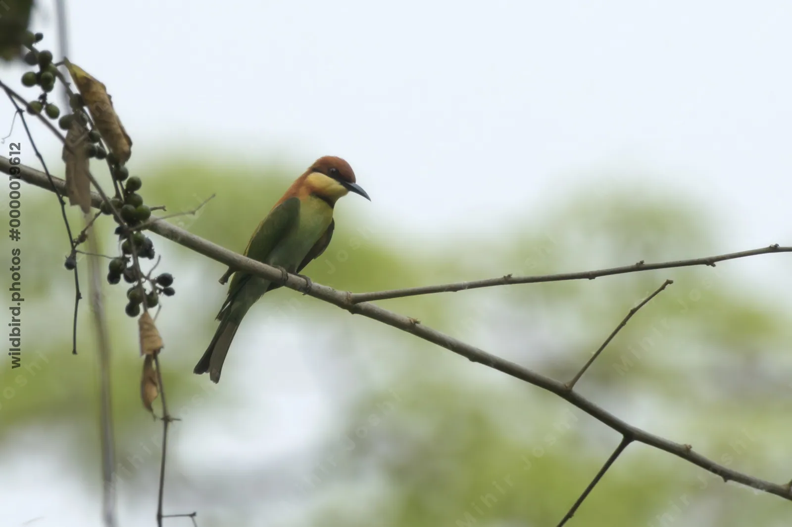 Chestnut-headed Bee-eater Merops leschenaulti perched on a tree branch in Manas National Park, Assam, India.