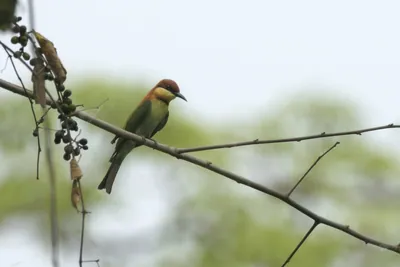 Chestnut-headed Bee-eater Merops leschenaulti perched on a tree branch in Manas National Park, Assam, India.