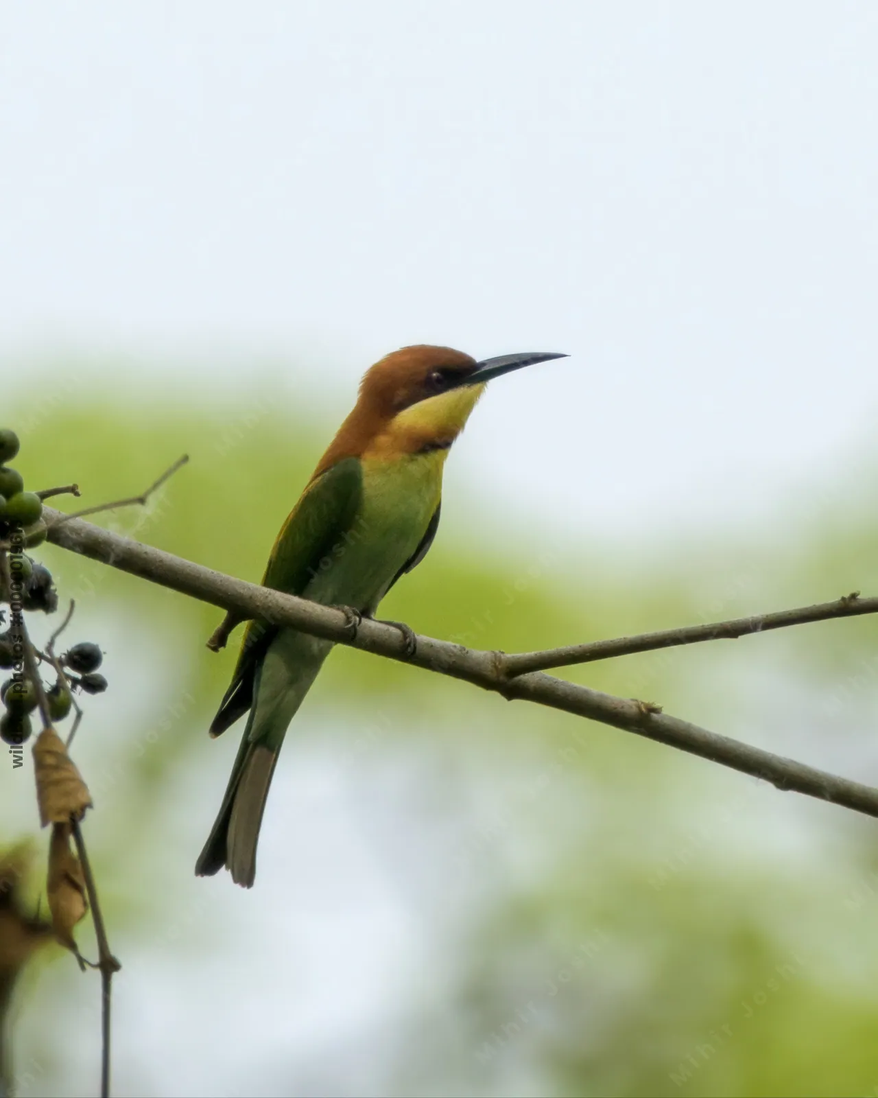 Chestnut-headed Bee-eater Merops leschenaulti perched on a tree branch in Manas National Park, Assam, India.