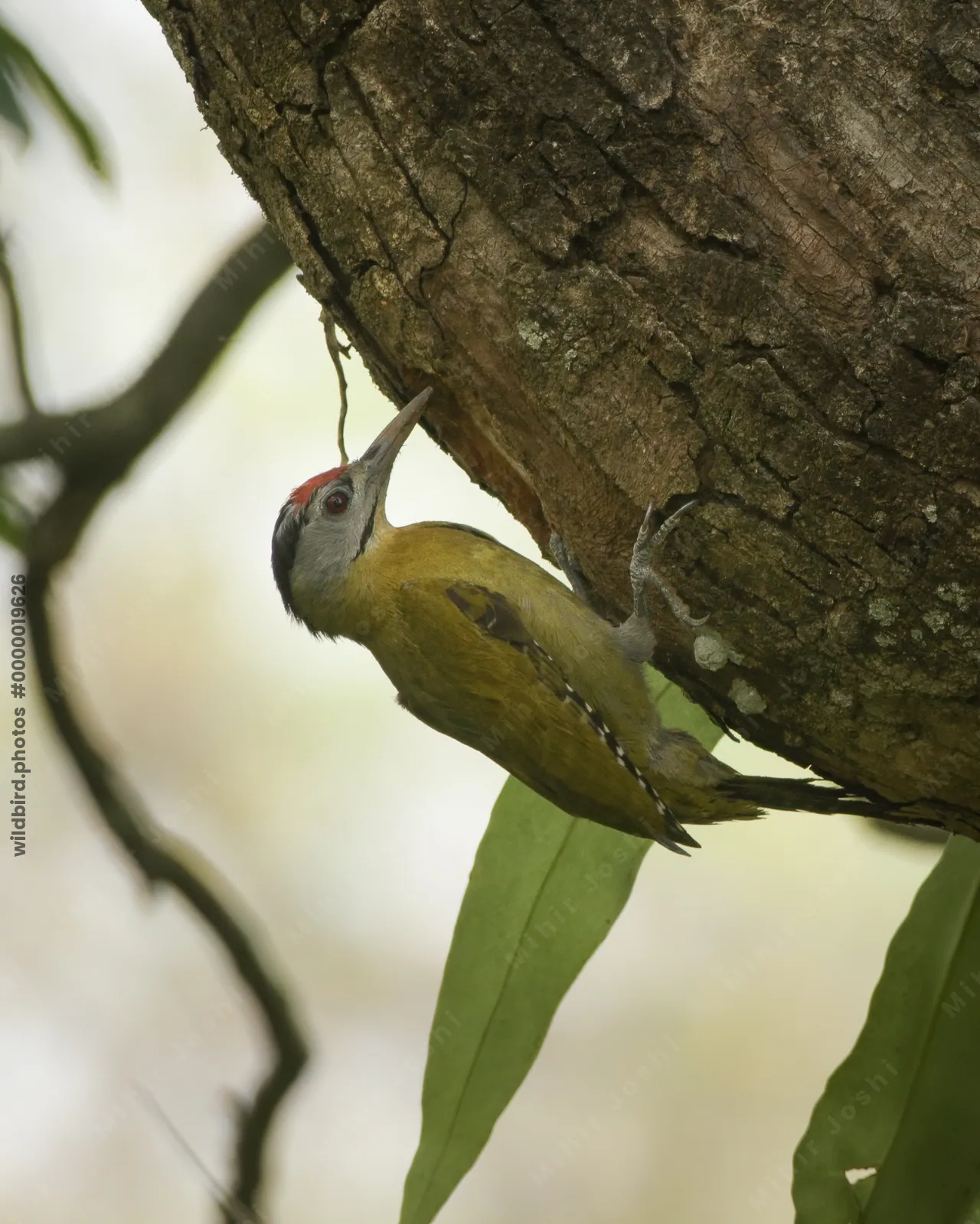 Grey-headed Woodpecker Picus canus clinging to a tree trunk in forest habitat, showing natural feeding behavior in India.