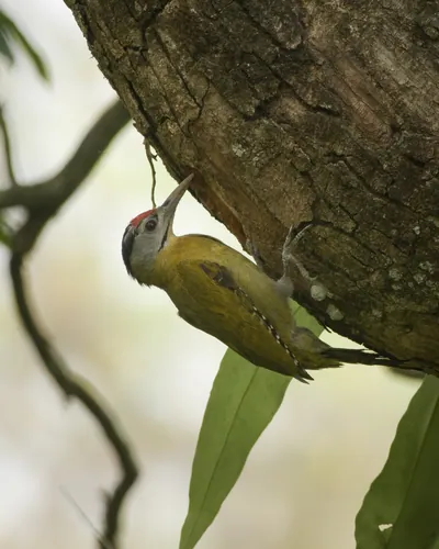 Grey-headed Woodpecker Picus canus clinging to a tree trunk in forest habitat, showing natural feeding behavior in India.