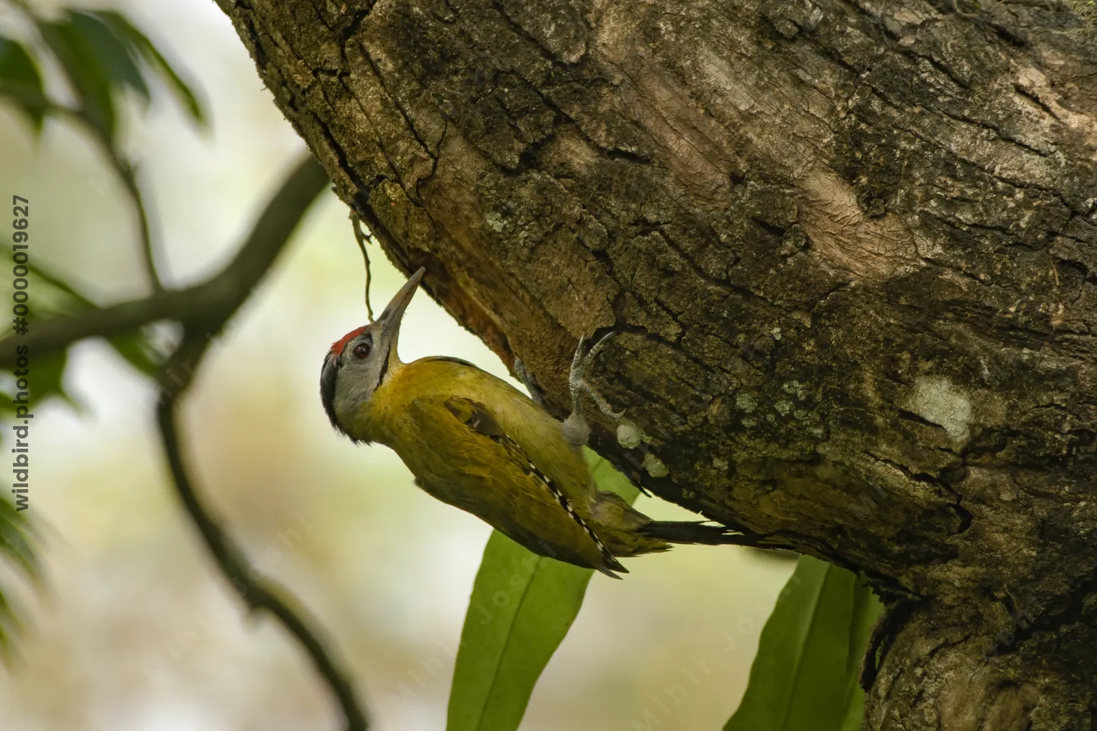 Grey-headed Woodpecker Picus canus clinging to a tree trunk in forest habitat, showing natural feeding behavior in India.