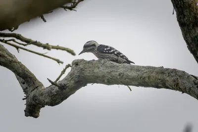Fulvous-breasted Woodpecker resting on tree branch against clean background at Manas National Park, Assam, India.