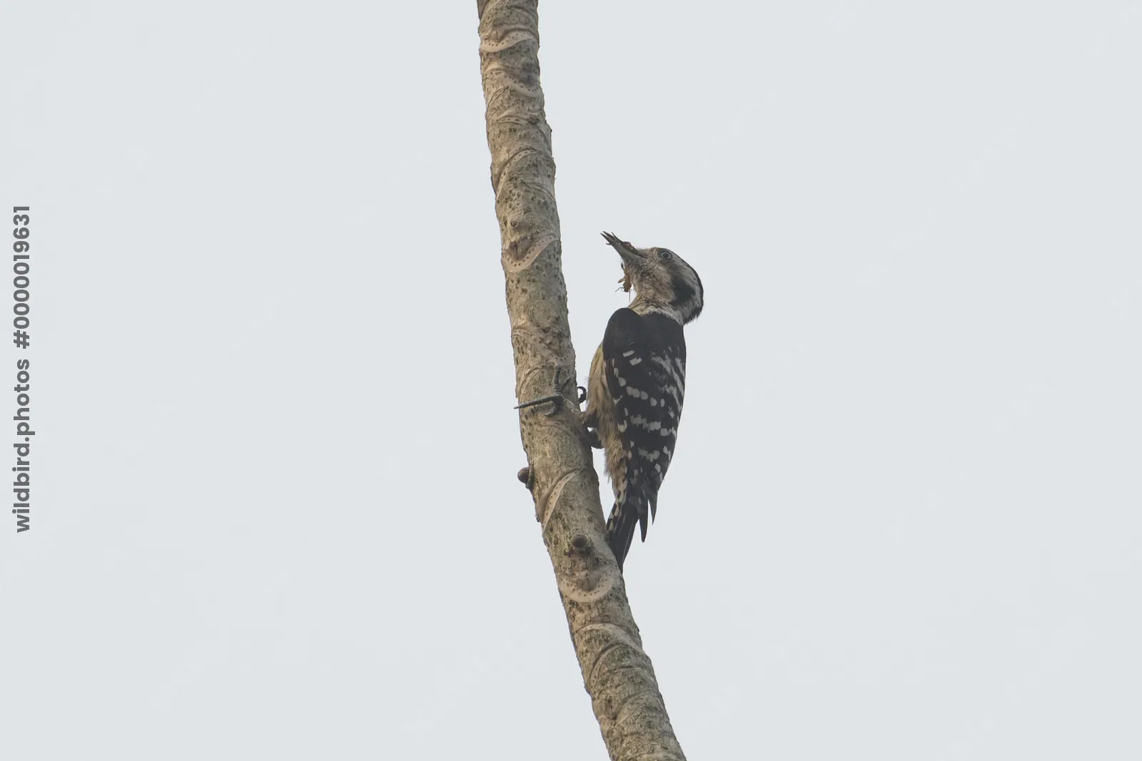 Grey-capped Pygmy Woodpecker clinging to tree trunk against clean background at Manas National Park, Assam, India.