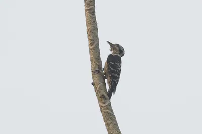 Grey-capped Pygmy Woodpecker clinging to tree trunk against clean background at Manas National Park, Assam, India.