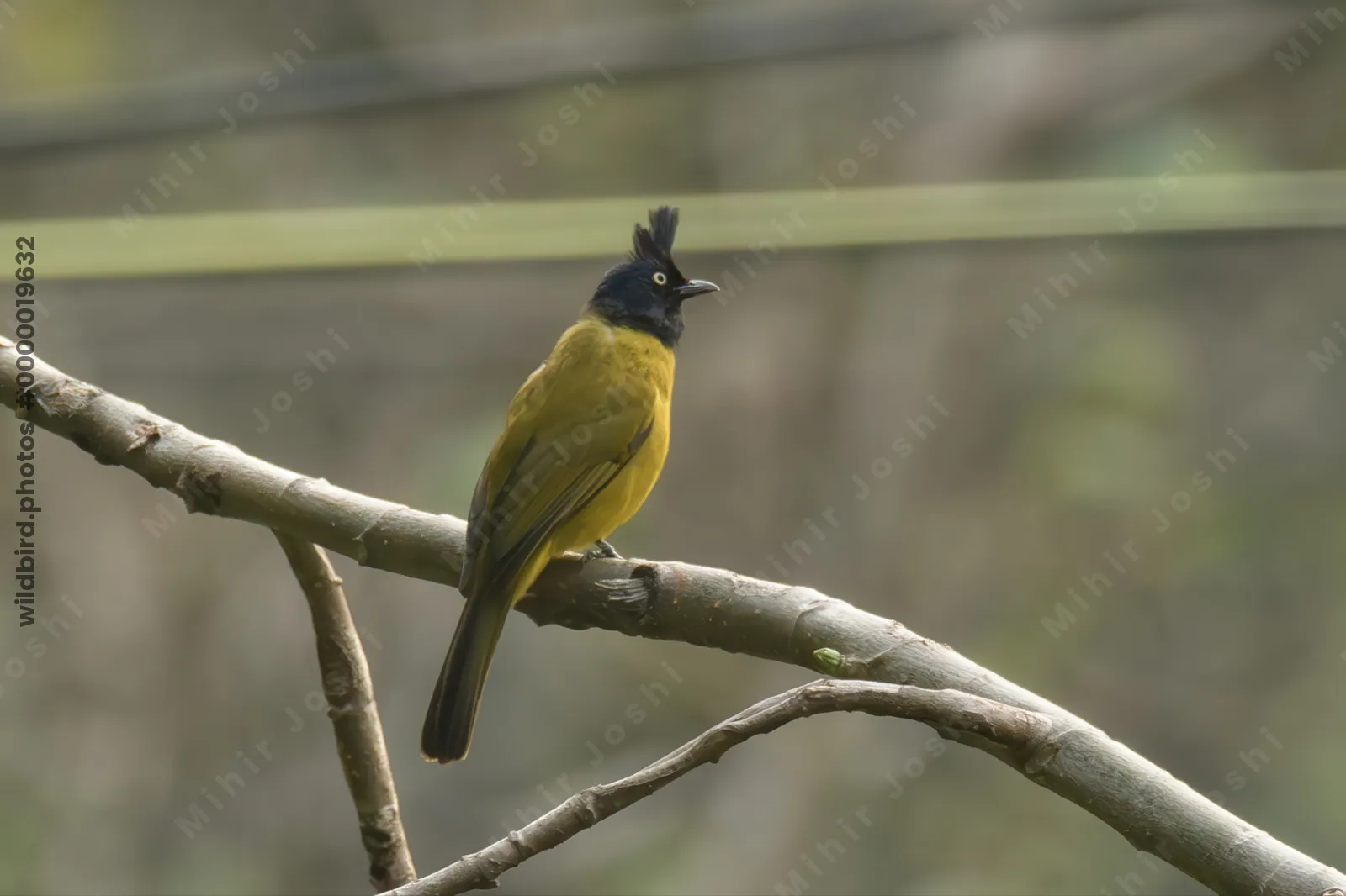 Black-crested Bulbul perched on a tree branch in forest habitat at Manas National Park, Assam, India.