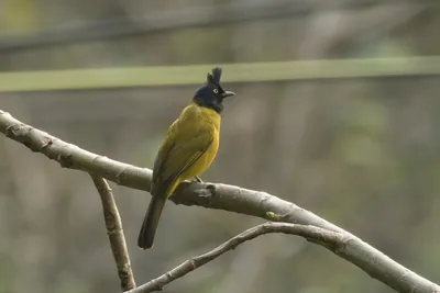 Black-crested Bulbul perched on a tree branch in forest habitat at Manas National Park, Assam, India.