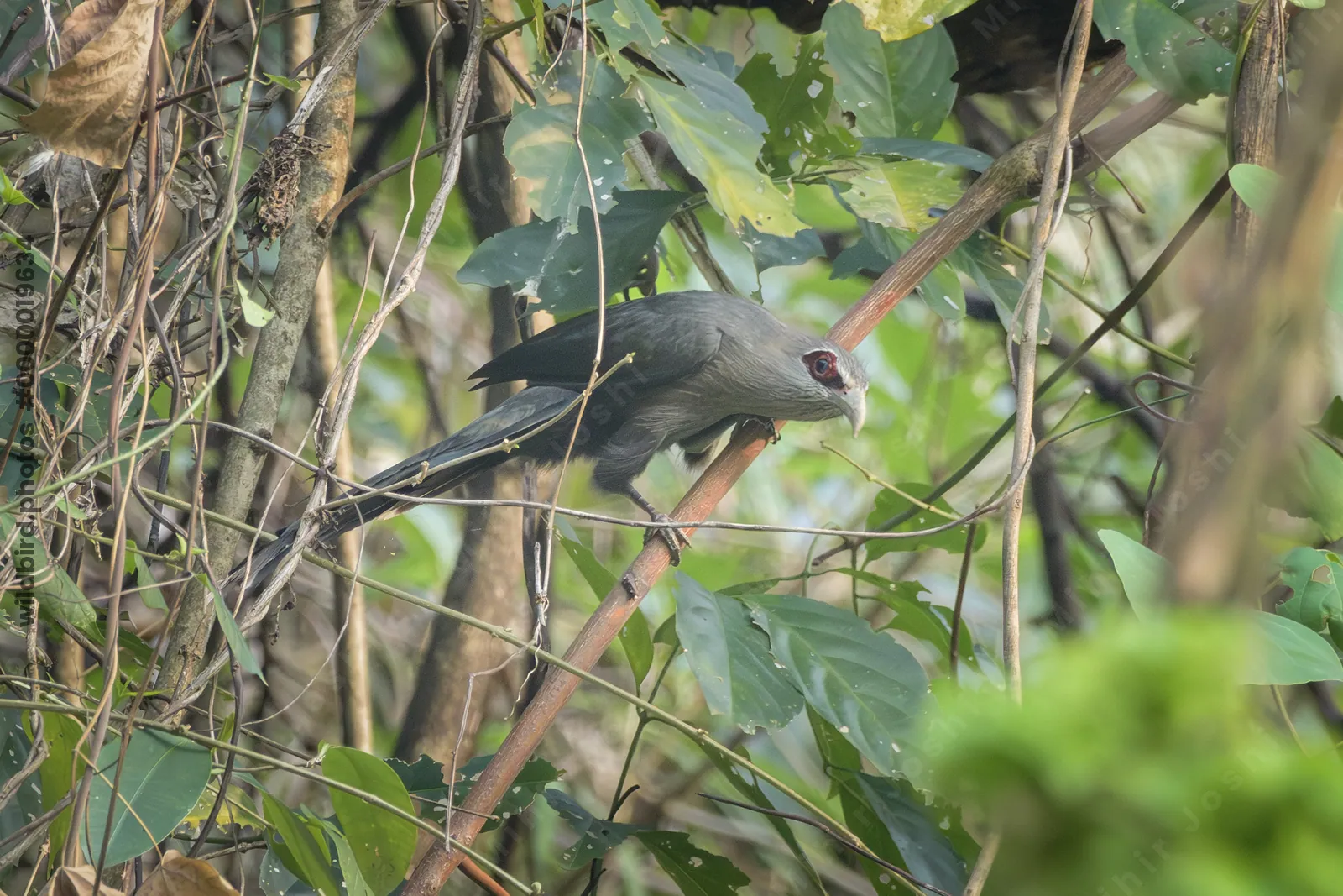 Green-billed Malkoha perched among dense vegetation in Manas National Park, Assam, India.