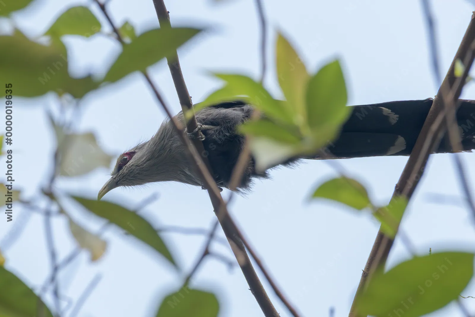 Green-billed Malkoha perched among dense vegetation in Manas National Park, Assam, India.