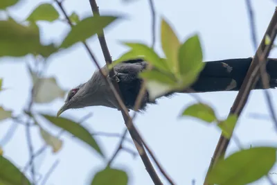 Green-billed Malkoha perched among dense vegetation in Manas National Park, Assam, India.