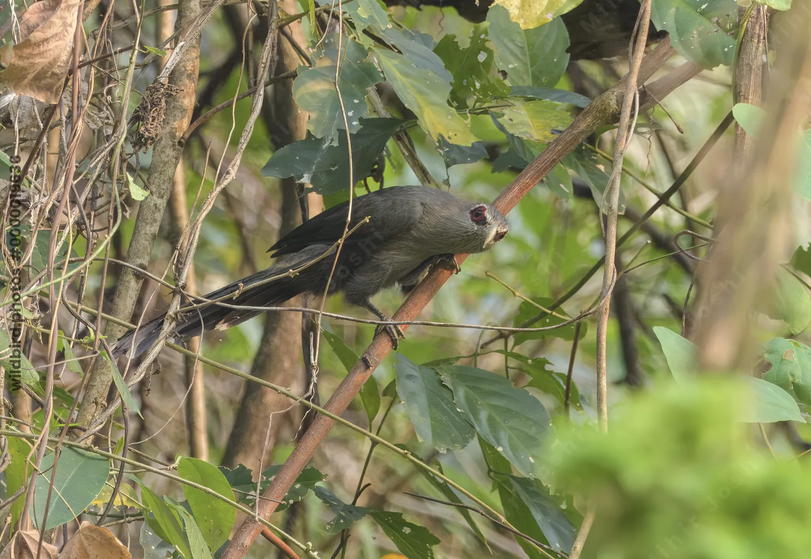 Green-billed Malkoha perched among dense vegetation in Manas National Park, Assam, India.