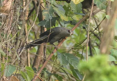 Green-billed Malkoha perched among dense vegetation in Manas National Park, Assam, India.