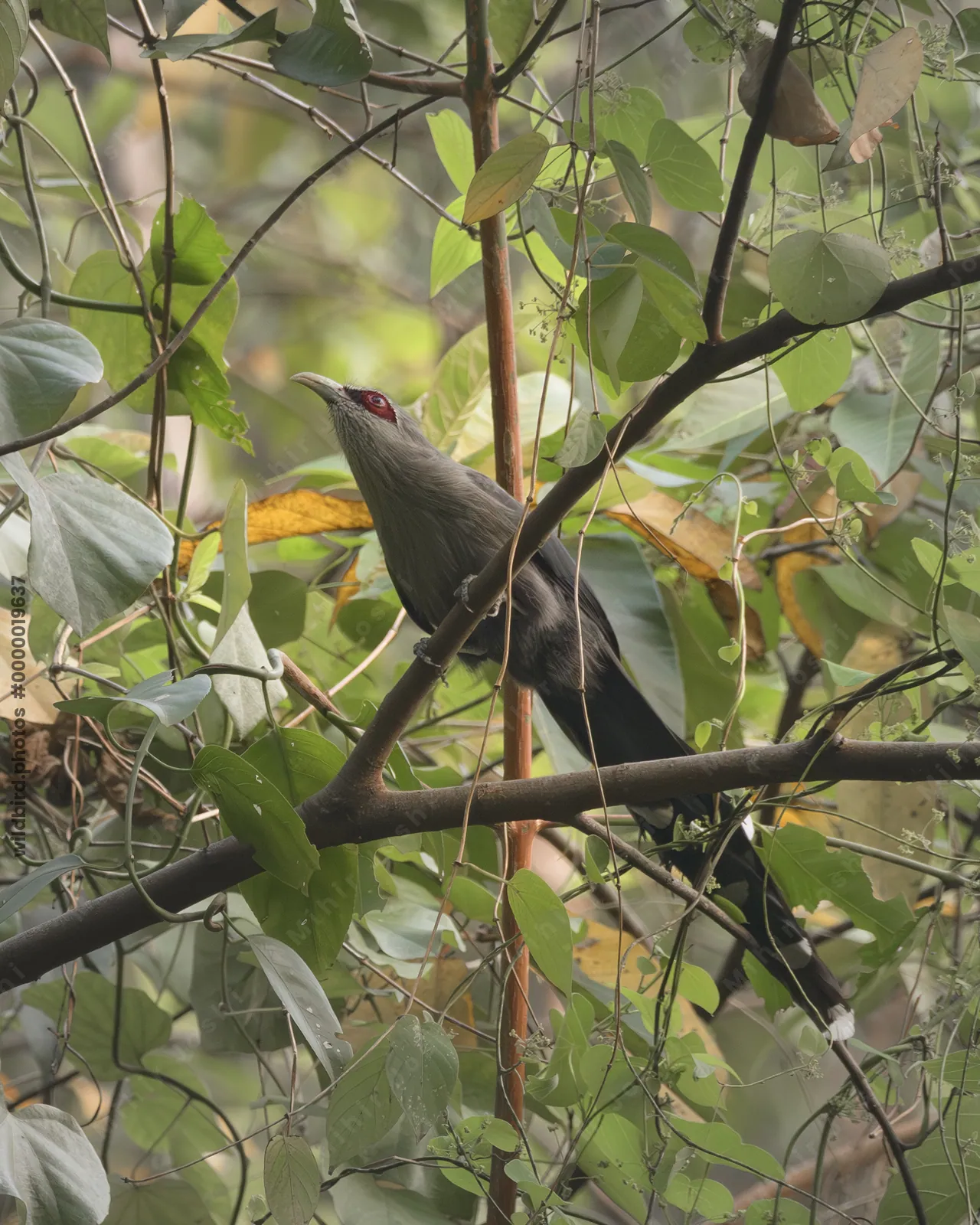 Green-billed Malkoha perched among dense vegetation in Manas National Park, Assam, India.