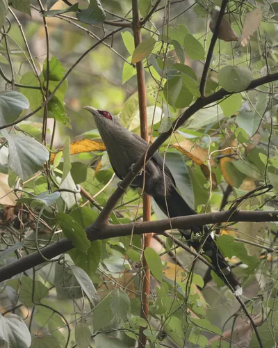 Green-billed Malkoha perched among dense vegetation in Manas National Park, Assam, India.
