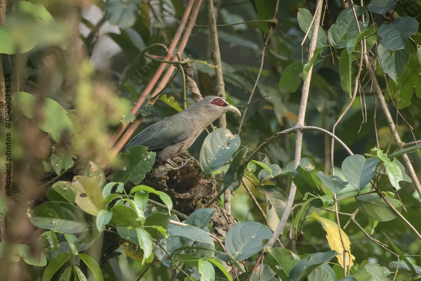 Green-billed Malkoha perched among dense vegetation in Manas National Park, Assam, India.
