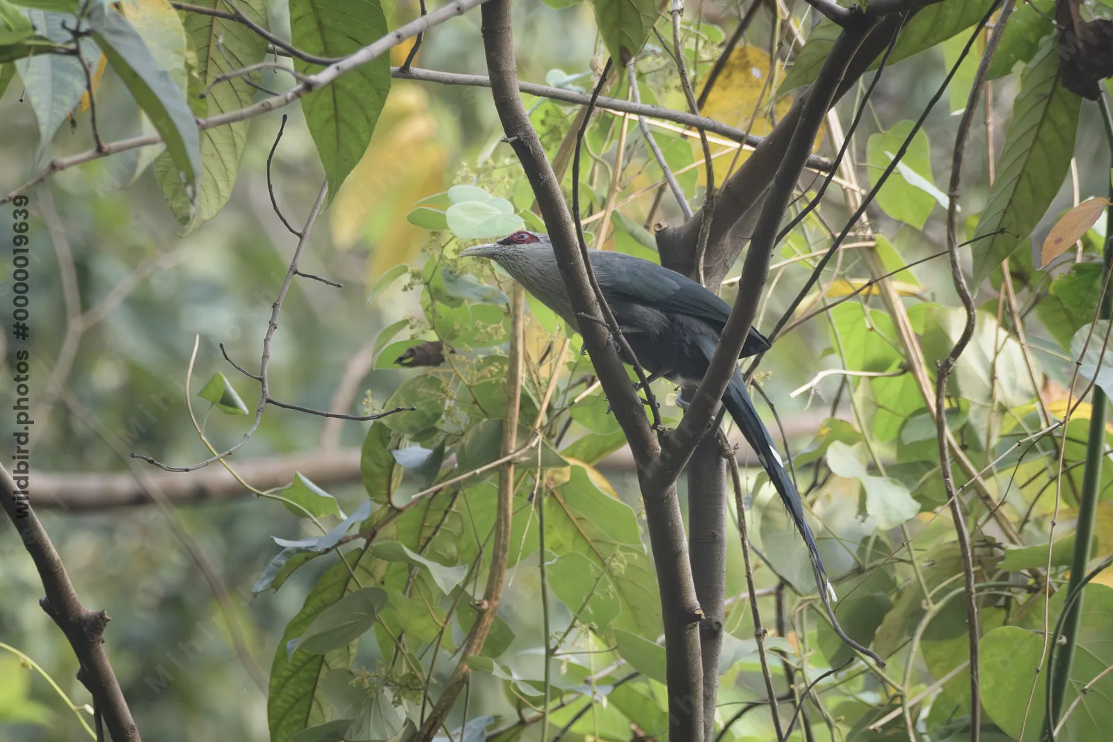 Green-billed Malkoha perched among dense vegetation in Manas National Park, Assam, India.